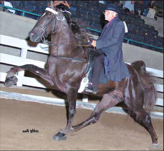 The First Annual Sam Gibbons Memorial Tennessee Walking Horse Show – All Things Soldier