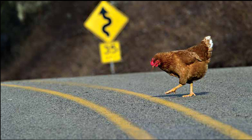 Jerry’s Journal – Why The Chicken Crossed The Road