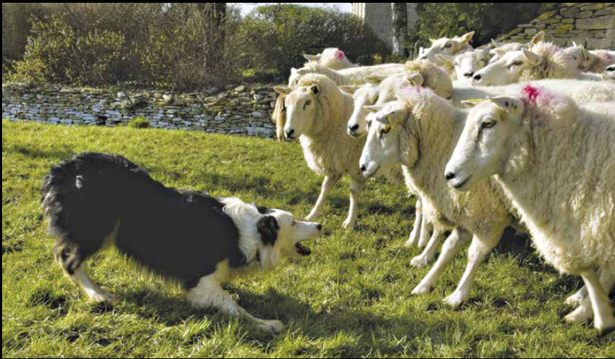 Foreman’s Forum – Are You a Sheep Dog or a Sheep?