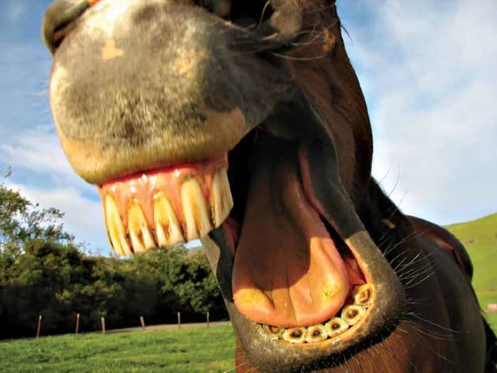 Chew On This – Horse Whispering