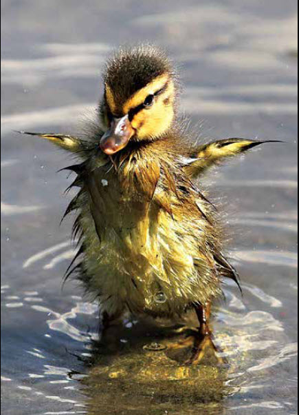 KALB Is In A Feathered FRENZY!