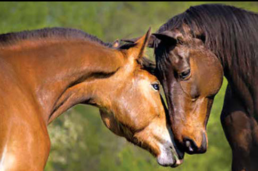 Heart Rhythms – Horse Whispering