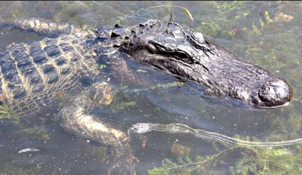 Alabama  And Our Growing Concern With Alligators