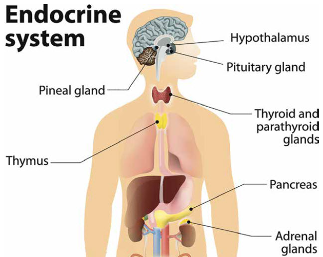 Interesting Facts About Our Endocrine System