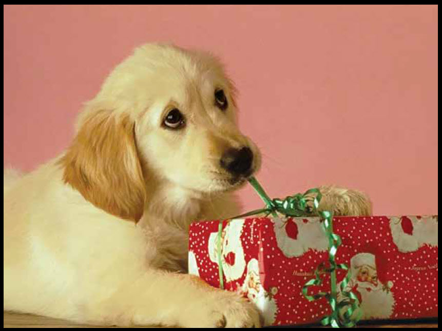 A Letter To Doggie Claus – Dog Barker