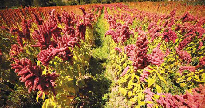 What’s The Big Deal About Quinoa?