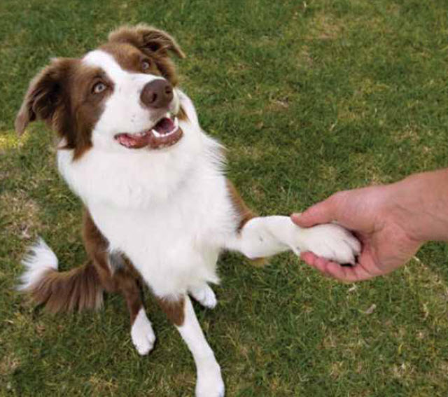 Want A good Trained Dog? – Dog Barker