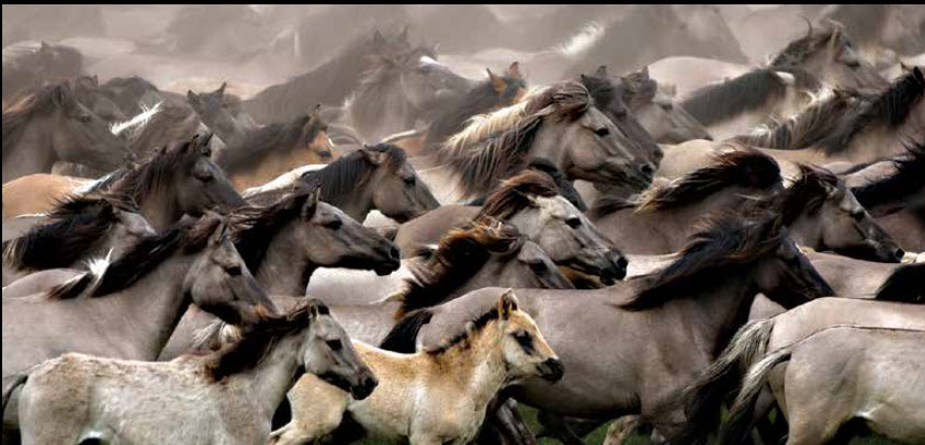 Horse Whispering – Herd Mentality