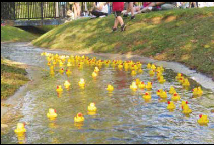 Whose Duck Will Be The Quickest Quacker?