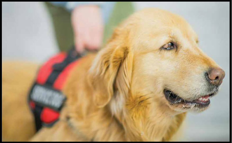 The New Alabama Legislative Law Regarding Service Dogs